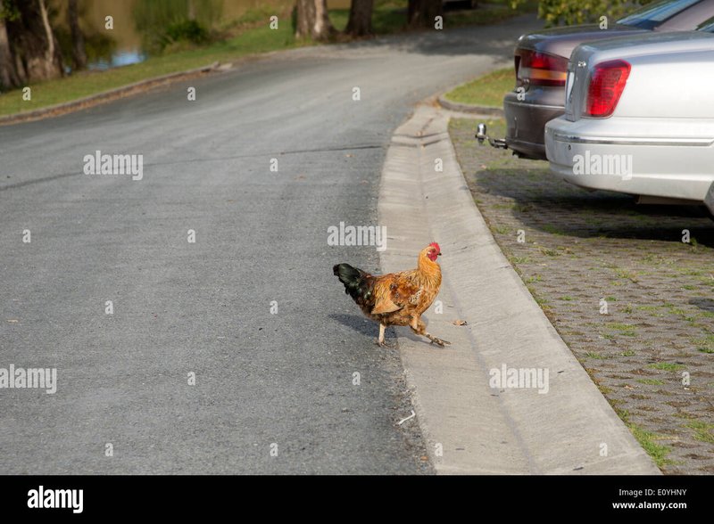 Immagine: La vera storia del Chicken Road: Il gioco d'azzardo più amato in Italia